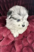 Spot, a male Pomeranian for sale in Mesa, AZ – Photo 2 of 4