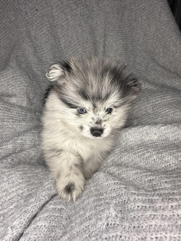 Spot – Pomeranian puppy for sale in Mesa, AZ