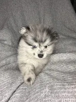 Spot, a male Pomeranian for sale in Mesa, AZ – Photo 1 of 4