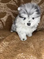 Spot, a male Pomeranian for sale in Mesa, AZ – Photo 4 of 4