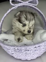 Spot, a male Pomeranian for sale in Mesa, AZ – Photo 3 of 4