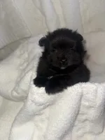 Otis, a male Pomeranian for sale in Mesa, AZ – 4 of 10