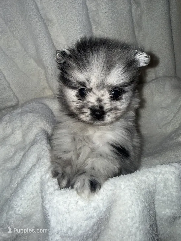 Merle – Pomeranian puppy for sale in Mesa, AZ