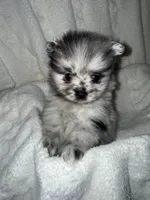 Merle, a male Pomeranian for sale in Mesa, AZ – 2 of 10
