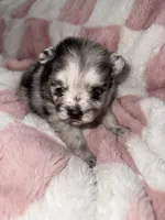 Merle, a male Pomeranian for sale in Mesa, AZ – 7 of 10