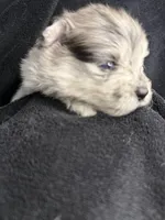 Spot, a male Pomeranian for sale in Mesa, AZ – Photo 2 of 3