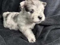 Spot, a male Pomeranian for sale in Mesa, AZ – Photo 3 of 3