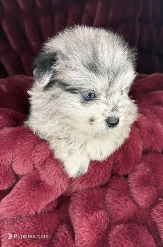 Spot – Pomeranian puppy for sale in Mesa, AZ