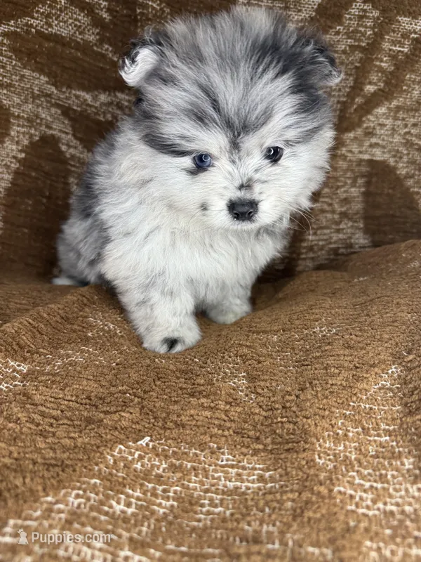 Spot – Pomeranian puppy for sale in Mesa, AZ