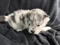 Spot, a male Pomeranian for sale in Mesa, AZ – Photo 1 of 3