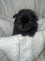 Mila, a female Pomeranian for sale in Mesa, AZ – 6 of 10