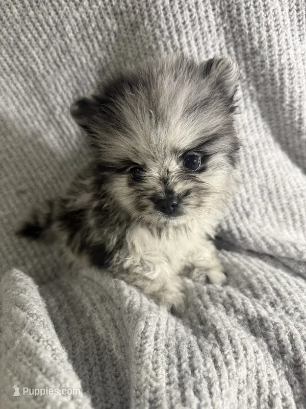 Merle – Pomeranian puppy for sale in Mesa, AZ