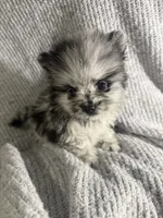 Merle, a male Pomeranian for sale in Mesa, AZ – 1 of 10