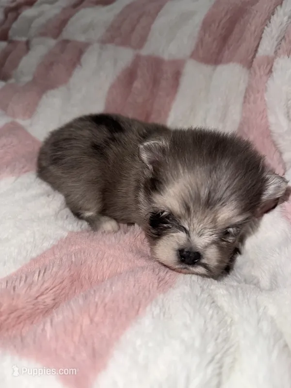 Bluey  – Pomeranian puppy for sale in Mesa, AZ