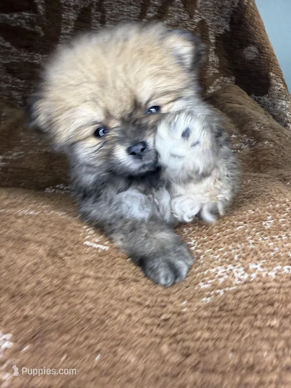 Brownie  – Pomeranian puppy for sale in Mesa, AZ