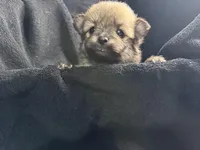 Brownie , a male Pomeranian for sale in Mesa, AZ – Photo 3 of 3