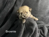 Brownie , a male Pomeranian for sale in Mesa, AZ – Photo 1 of 3