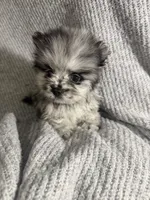Merle, a male Pomeranian for sale in Mesa, AZ – 10 of 10