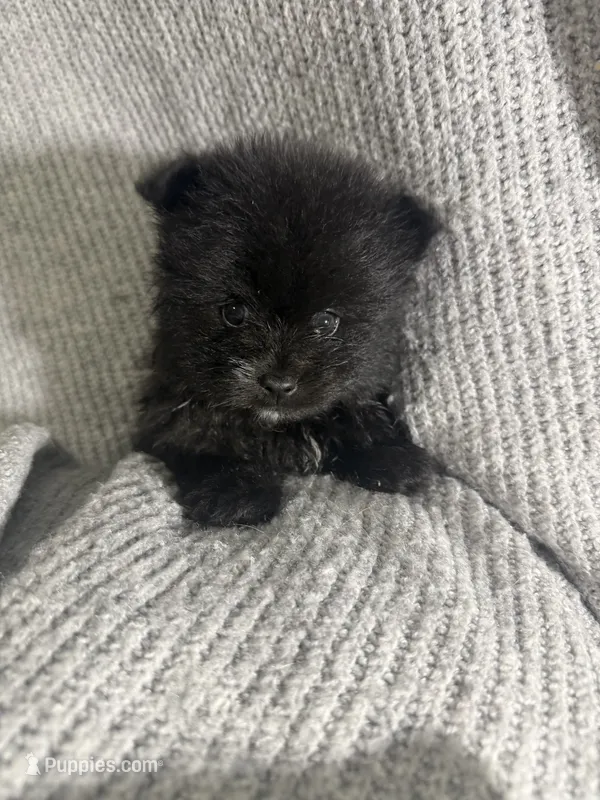 Otis – Pomeranian puppy for sale in Mesa, AZ