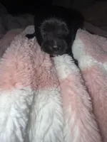 Otis, a male Pomeranian for sale in Mesa, AZ – 2 of 2