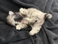 Jack , a male Pomeranian for sale in Mesa, AZ – Photo 1 of 3