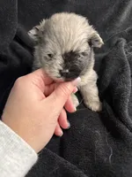 Jack , a male Pomeranian for sale in Mesa, AZ – Photo 2 of 3