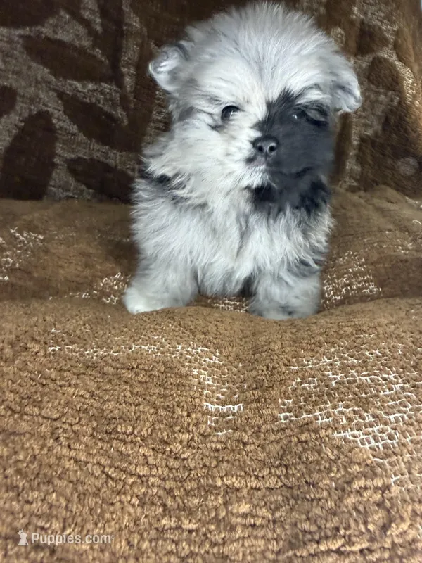 Jack  – Pomeranian puppy for sale in Mesa, AZ