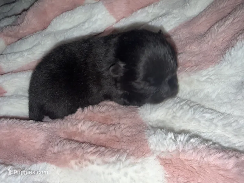 Mila – Pomeranian puppy for sale in Mesa, AZ