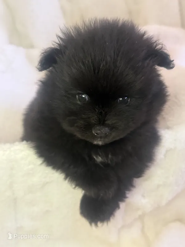 Otis – Pomeranian puppy for sale in Mesa, AZ