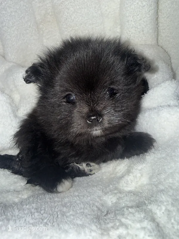 Mila – Pomeranian puppy for sale in Mesa, AZ