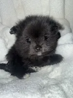 Mila, a female Pomeranian for sale in Mesa, AZ – 2 of 10