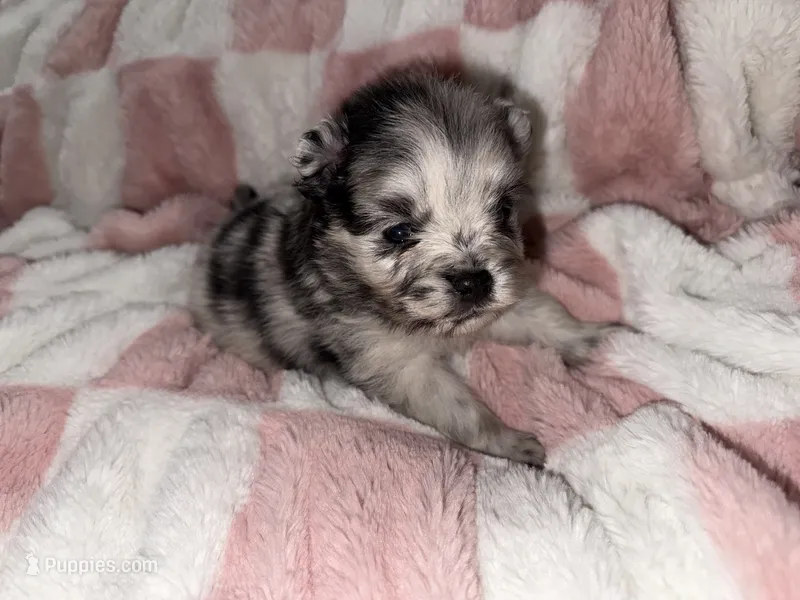 Merle – Pomeranian puppy for sale in Mesa, AZ
