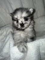 Merle, a male Pomeranian for sale in Mesa, AZ – 3 of 10
