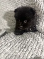 Otis, a male Pomeranian for sale in Mesa, AZ – 3 of 10
