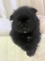 Otis, a male Pomeranian for sale in Mesa, AZ – 9 of 10