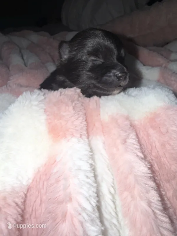 Otis – Pomeranian puppy for sale in Mesa, AZ