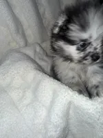Merle, a male Pomeranian for sale in Mesa, AZ – 9 of 10