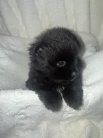 Otis, a male Pomeranian for sale in Mesa, AZ – 10 of 10