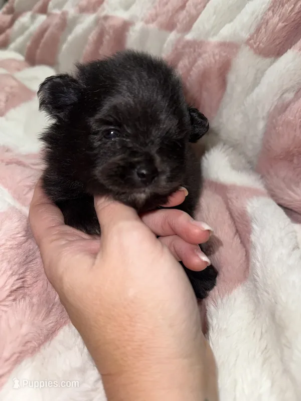 Mila – Pomeranian puppy for sale in Mesa, AZ
