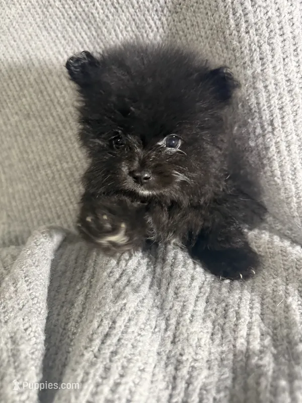 Mila – Pomeranian puppy for sale in Mesa, AZ