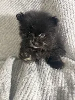 Mila, a female Pomeranian for sale in Mesa, AZ – 1 of 10