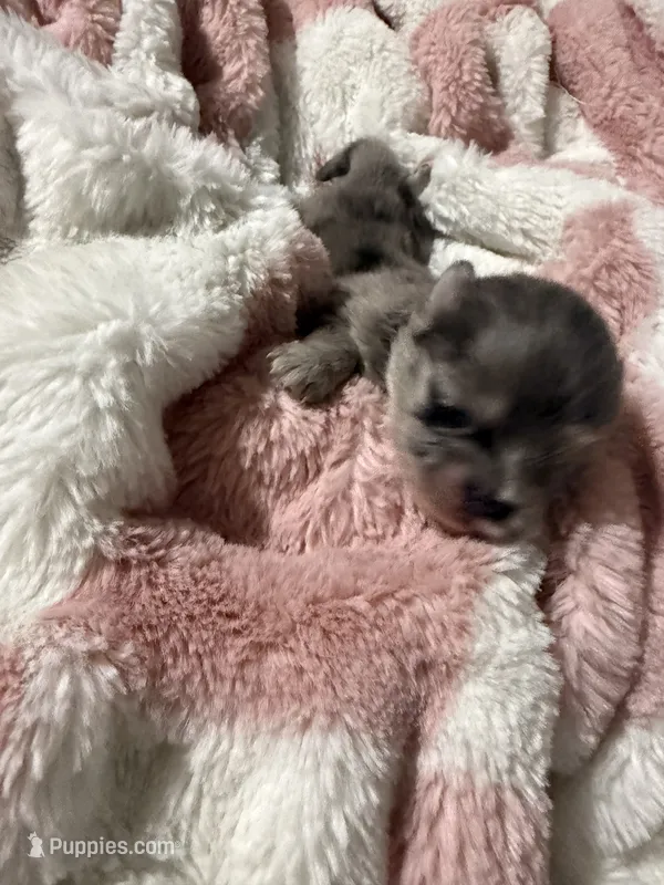 Bluey  – Pomeranian puppy for sale in Mesa, AZ