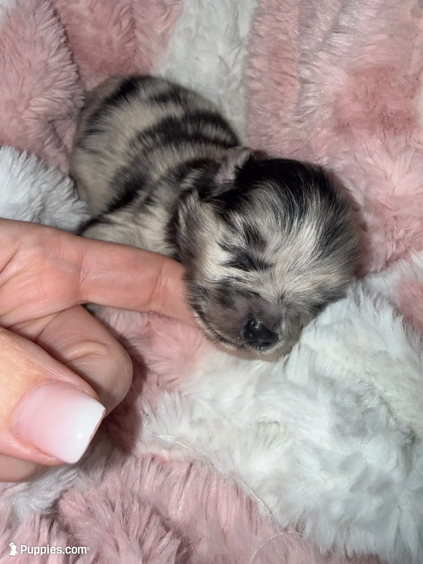 Merle, a male Pomeranian for sale in Mesa, AZ – 5 of 10