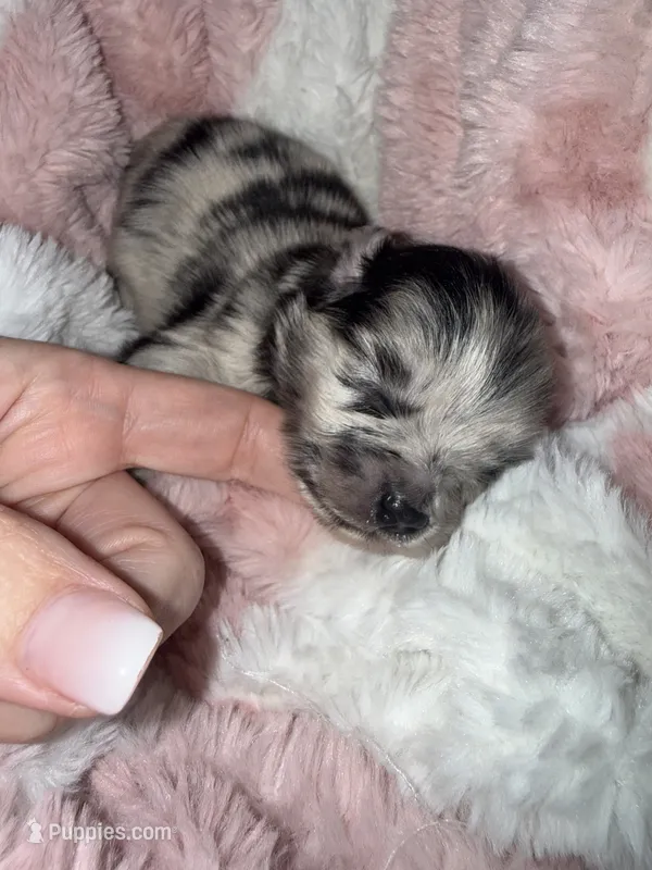 Merle – Pomeranian puppy for sale in Mesa, AZ
