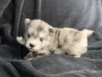 Socks , a male Pomeranian for sale in Mesa, AZ – Photo 3 of 3