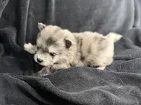 Socks , a male Pomeranian for sale in Mesa, AZ – Photo 2 of 3