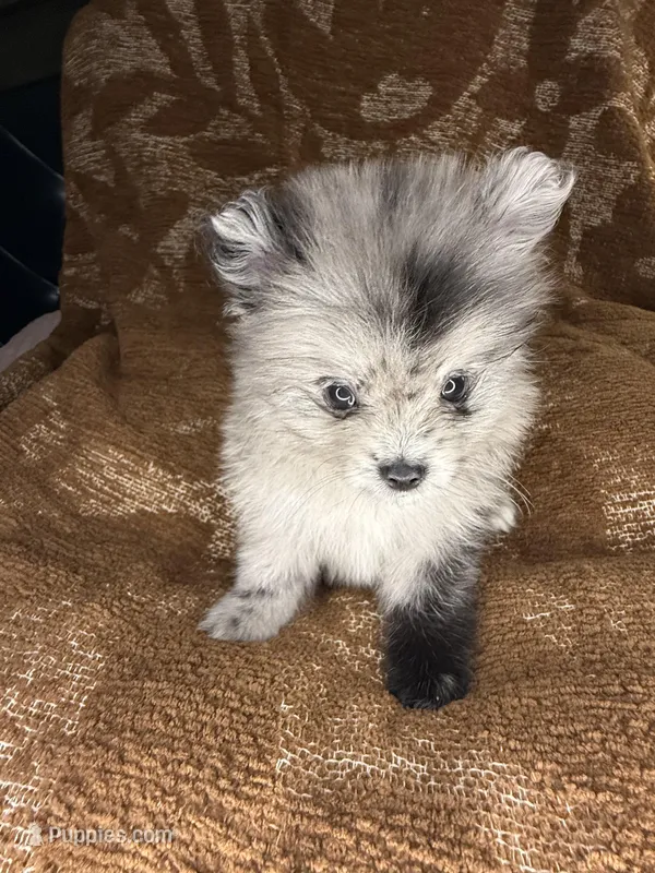 Socks  – Pomeranian puppy for sale in Mesa, AZ