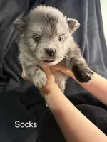 Socks , a male Pomeranian for sale in Mesa, AZ – Photo 1 of 3