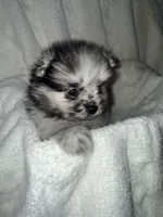 Merle, a male Pomeranian for sale in Mesa, AZ – 8 of 10
