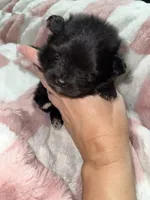 Mila, a female Pomeranian for sale in Mesa, AZ – 5 of 10